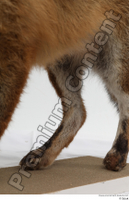  Red fox leg 0015.jpg